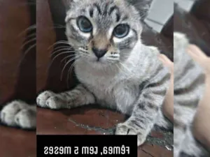 Gato raça Siamês idade 2 a 6 meses nome Pérola , branca... 