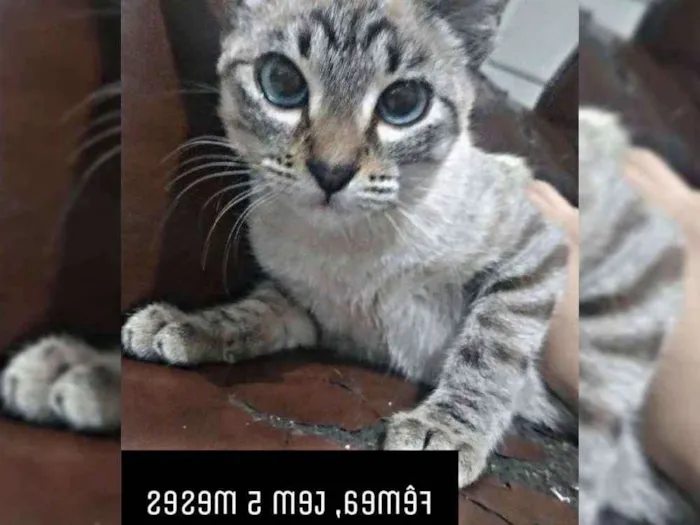 Gato ra a Siamês idade 2 a 6 meses nome Pérola , branca... 