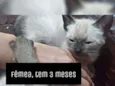Pérola , branca... 