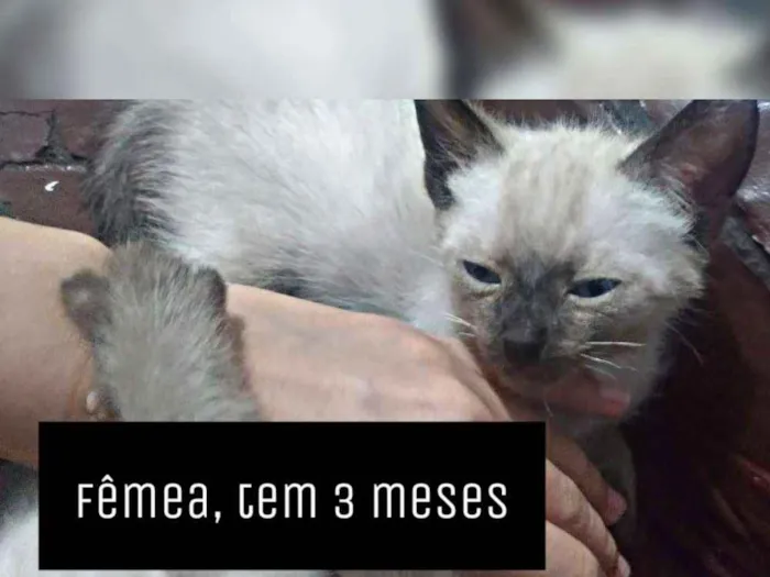Gato ra a Siamês idade 2 a 6 meses nome Pérola , branca... 