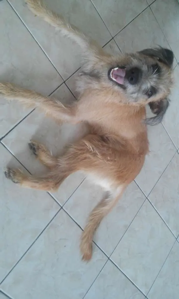 Cachorro raça srd idade 2 anos nome meg