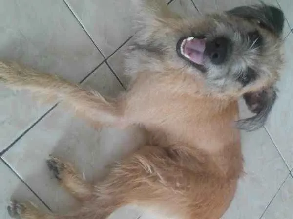 Cachorro raça srd idade 2 anos nome meg