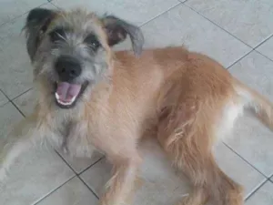 Cachorro raça srd idade 2 anos nome meg