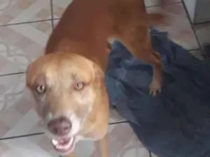 Cachorro raça Misturada idade 4 anos nome Zeus e Tob irmãos 