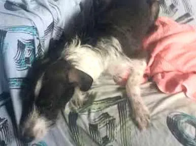 Cachorro ra a indefinida idade 7 a 11 meses nome kayte