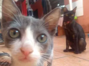 Gato raça Sem raça definida idade 2 a 6 meses nome Sem nome