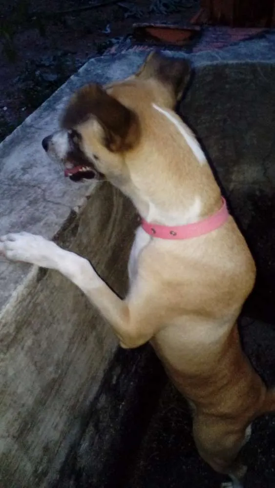 Cachorro ra a Vira lata idade 1 ano nome Mel