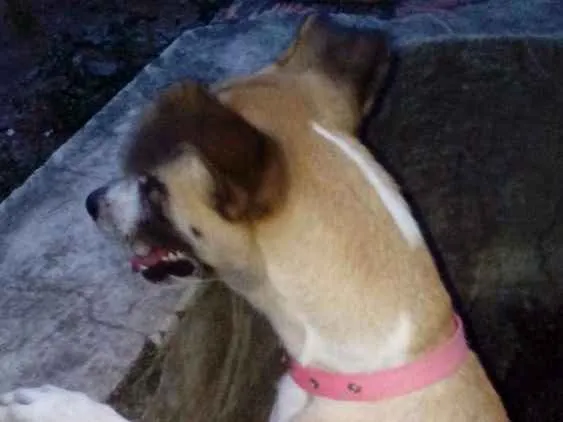 Cachorro ra a Vira lata idade 1 ano nome Mel