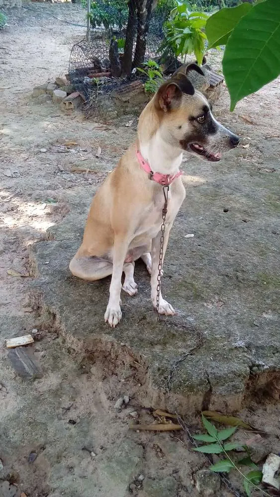 Cachorro ra a Vira lata idade 1 ano nome Mel