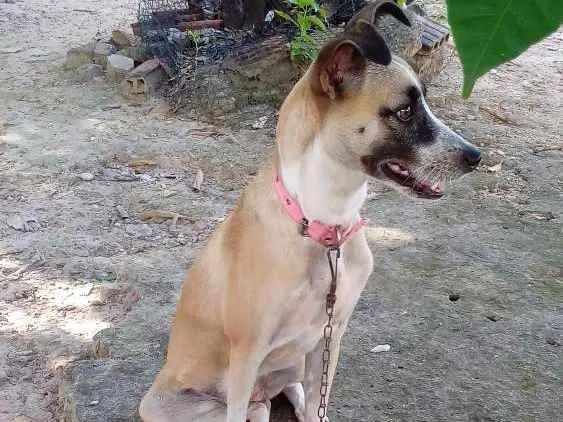 Cachorro ra a Vira lata idade 1 ano nome Mel