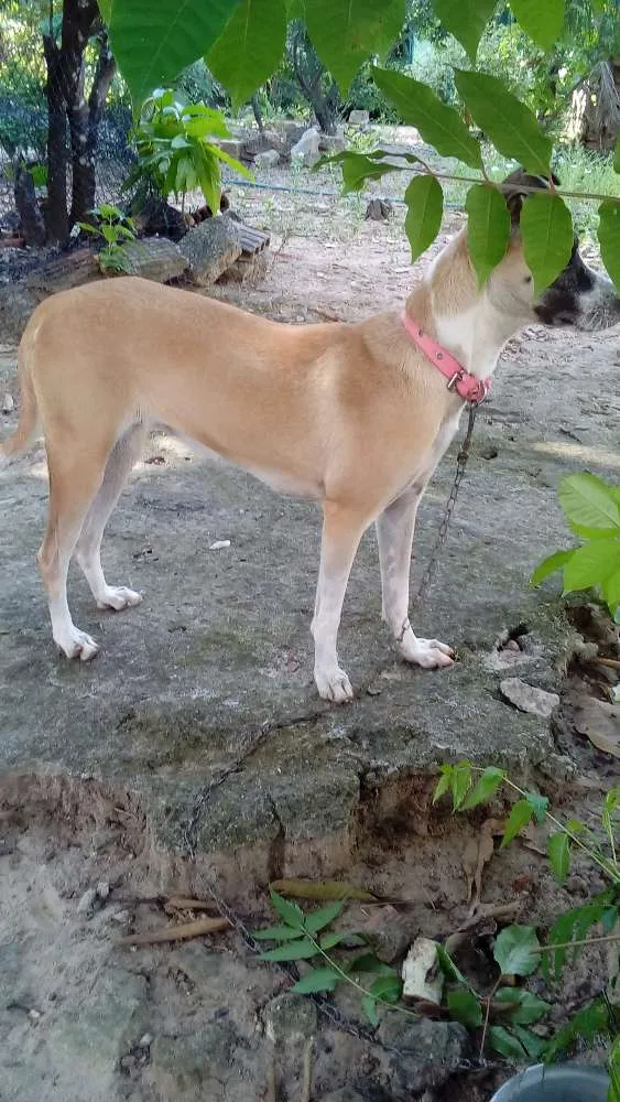 Cachorro ra a Vira lata idade 1 ano nome Mel