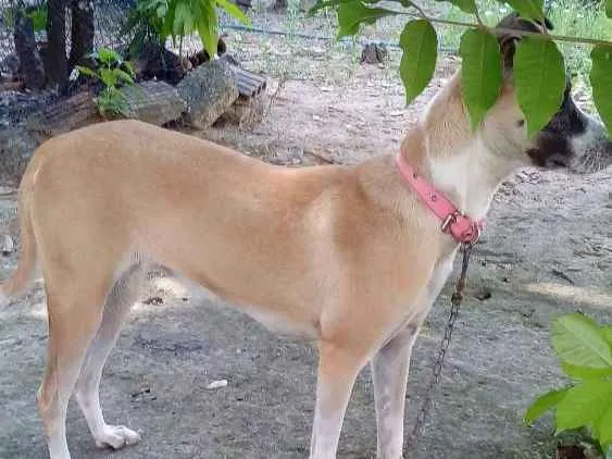 Cachorro ra a Vira lata idade 1 ano nome Mel