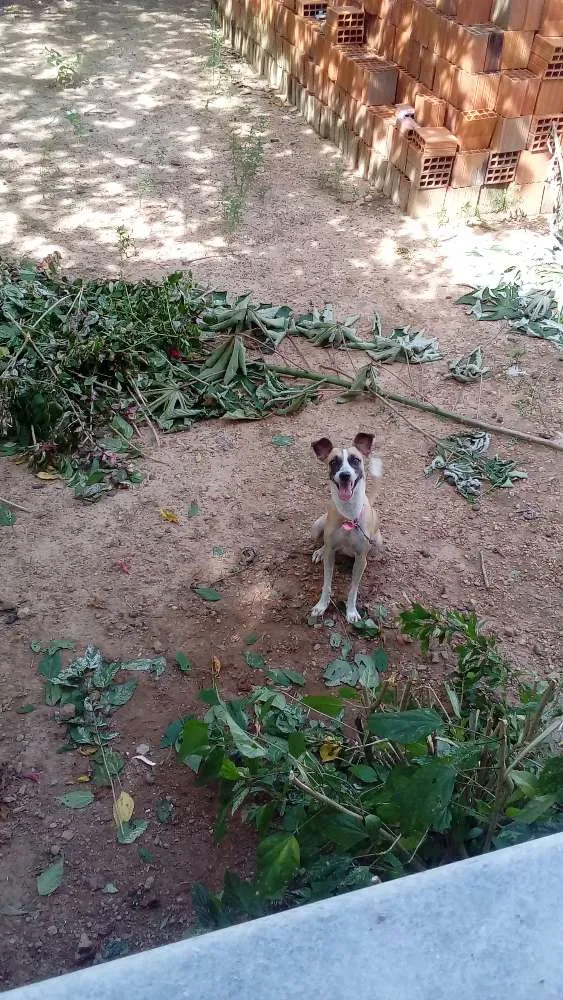 Cachorro ra a Vira lata idade 1 ano nome Mel