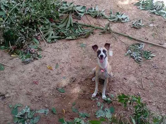 Cachorro ra a Vira lata idade 1 ano nome Mel