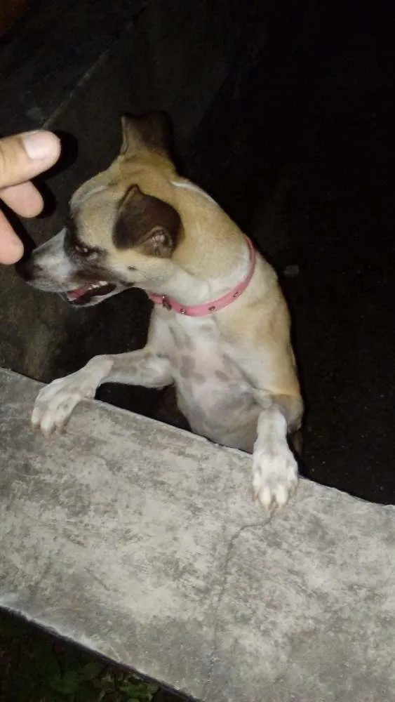 Cachorro ra a Vira lata idade 1 ano nome Mel