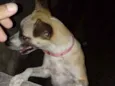 Mel