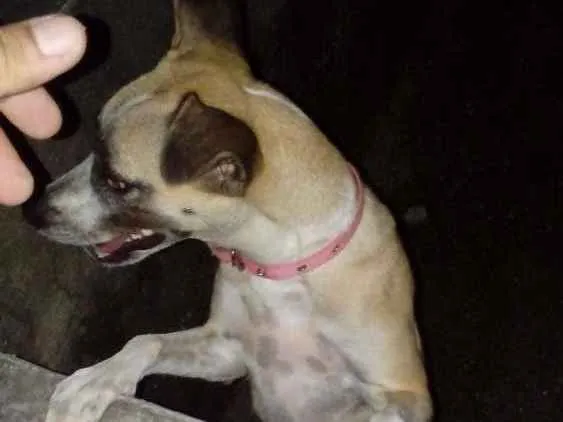 Cachorro ra a Vira lata idade 1 ano nome Mel