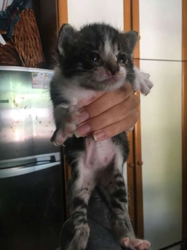 Gato ra a vira lata idade Abaixo de 2 meses nome Lexa