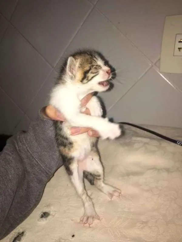 Gato ra a vira lata idade Abaixo de 2 meses nome Nala