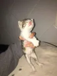 Nala