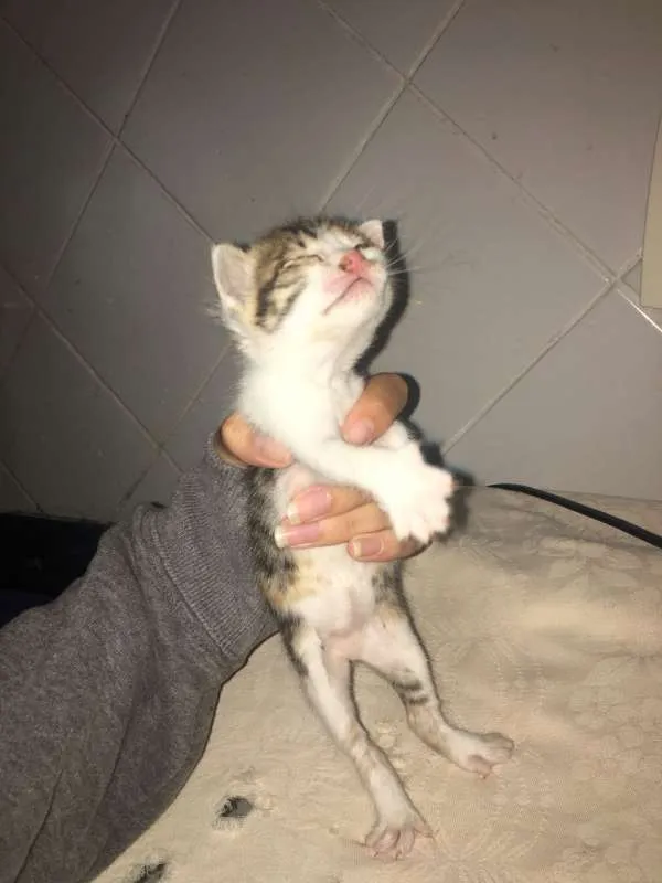 Gato ra a vira lata idade Abaixo de 2 meses nome Nala