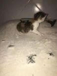 Nala
