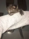 Lua