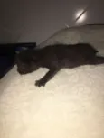 Lua