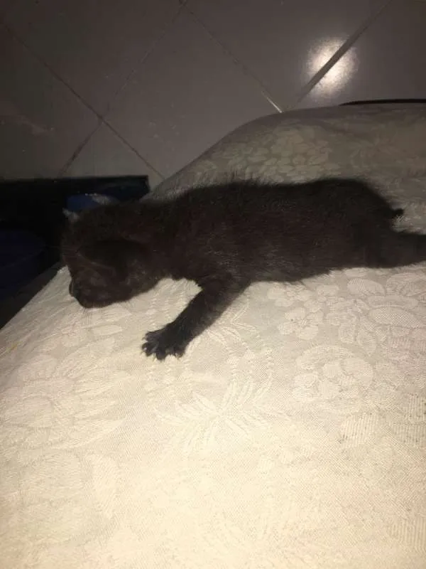 Gato ra a vira lata idade Abaixo de 2 meses nome Lua