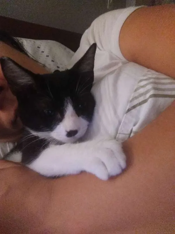 Gato ra a SRD idade 2 a 6 meses nome Carlinhos