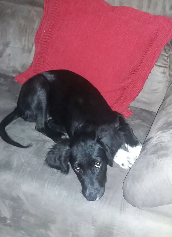 Cachorro ra a SRD idade 2 a 6 meses nome Sem nome