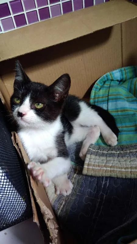 Gato ra a SRD idade 2 a 6 meses nome Carlinhos