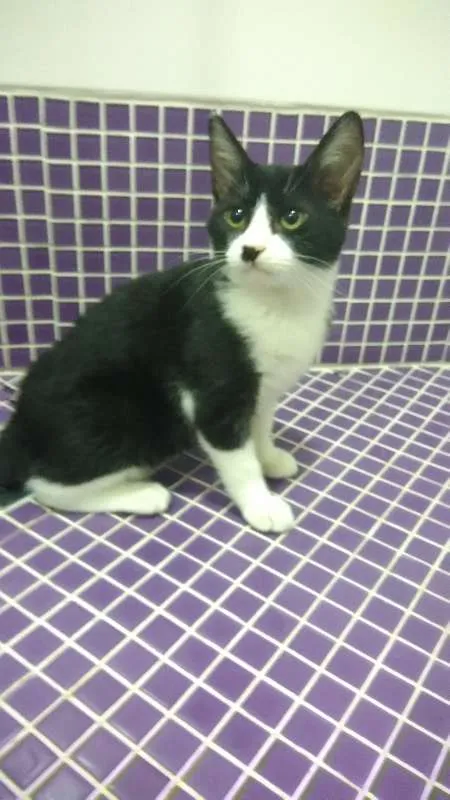 Gato ra a SRD idade 2 a 6 meses nome Carlinhos