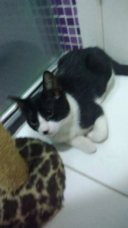 Gato ra a SRD idade 2 a 6 meses nome Carlinhos
