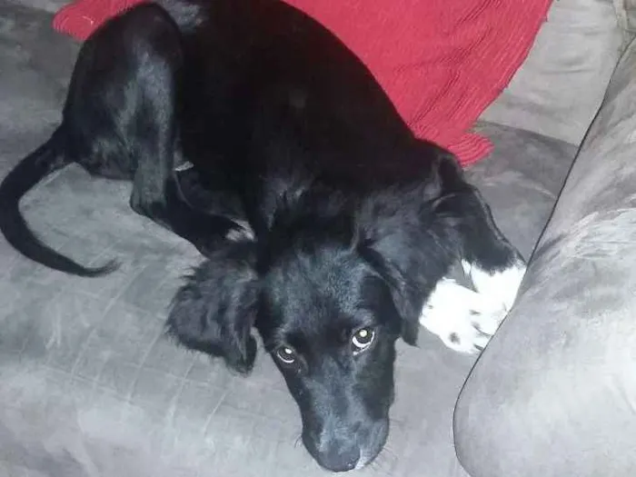 Cachorro ra a SRD idade 2 a 6 meses nome Sem nome
