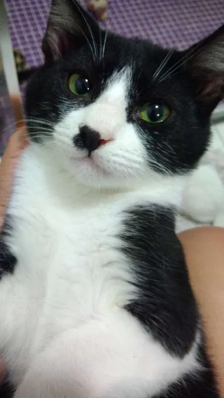 Gato ra a SRD idade 2 a 6 meses nome Carlinhos