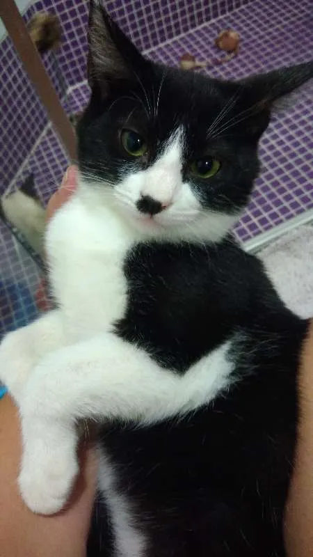 Gato ra a SRD idade 2 a 6 meses nome Carlinhos