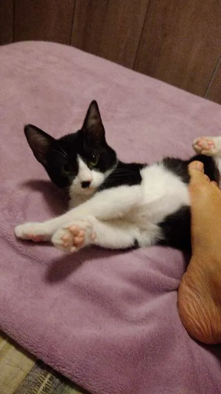Gato ra a SRD idade 2 a 6 meses nome Carlinhos