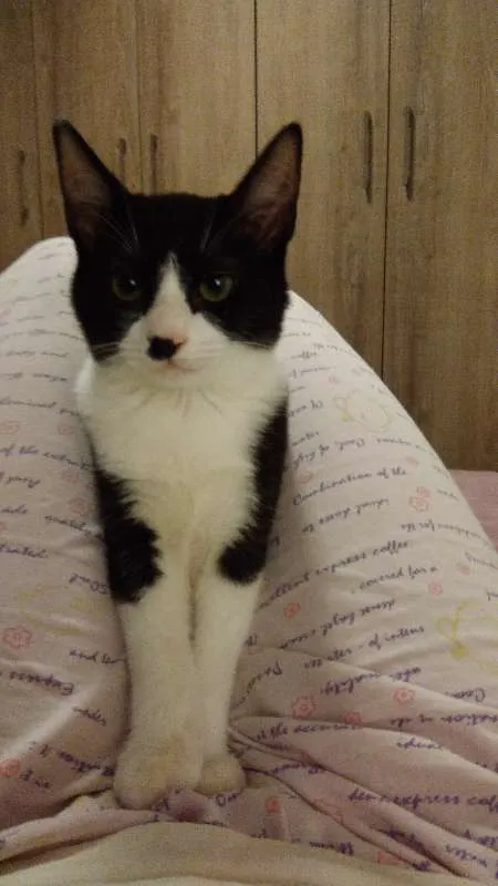 Gato ra a SRD idade 2 a 6 meses nome Carlinhos