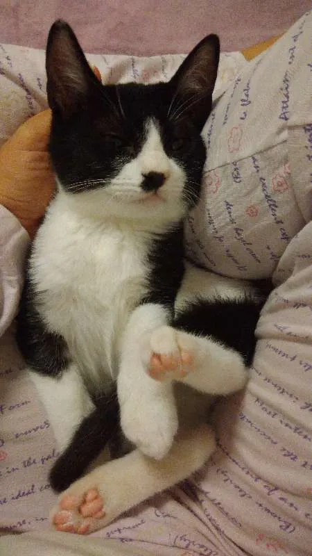 Gato ra a SRD idade 2 a 6 meses nome Carlinhos