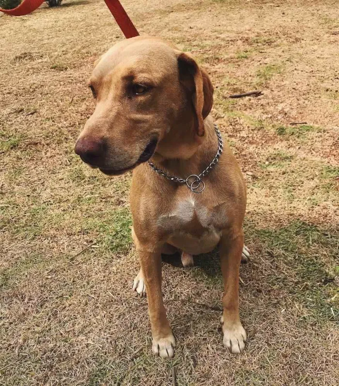 Cachorro ra a Mestiço de labrador (SRD) idade 4 anos nome Pipoca 