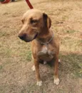 Pipoca