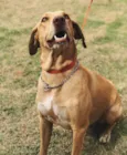 Pipoca