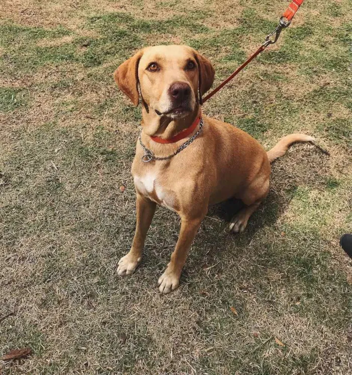 Cachorro ra a Mestiço de labrador (SRD) idade 4 anos nome Pipoca 