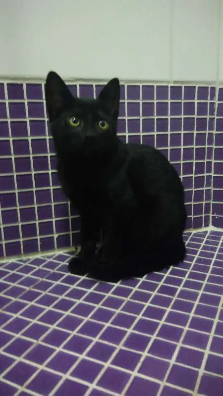 Gato ra a SRD idade 2 a 6 meses nome Aquiles