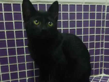 Gato ra a SRD idade 2 a 6 meses nome Aquiles