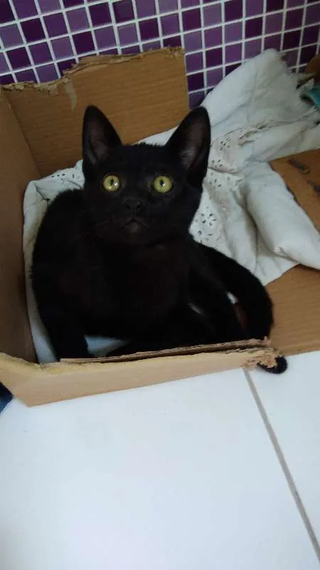 Gato ra a SRD idade 2 a 6 meses nome Aquiles