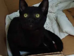 Gato raça SRD idade 2 a 6 meses nome Aquiles