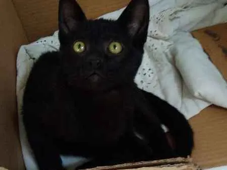 Gato ra a SRD idade 2 a 6 meses nome Aquiles
