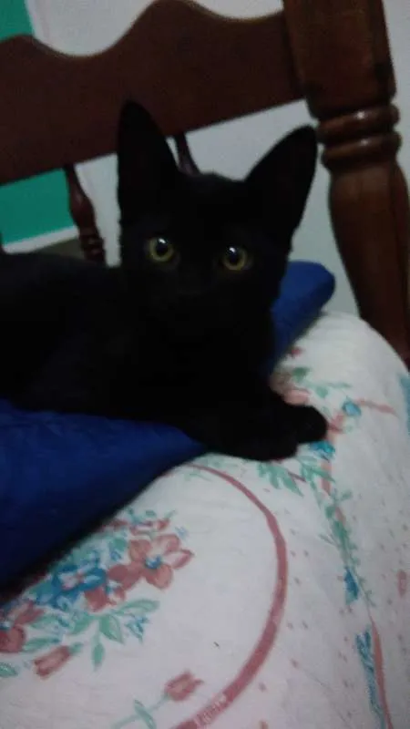 Gato ra a SRD idade 2 a 6 meses nome Aquiles
